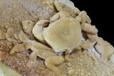 Fossil Crab (Potamon) Preserved in Travertine - Turkey #106459-5